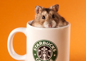 Tier - Portrait Hamster in Tasse