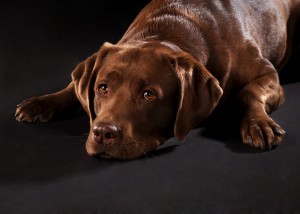 Tier - Portrait mit Hund liegend