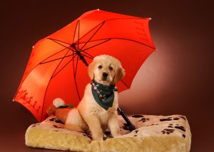 Tier - Portrait mit Hund und Schirm