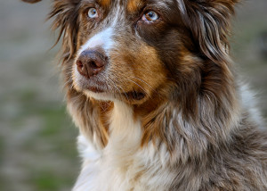 Hund